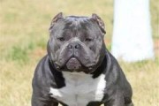 保护宠物恶霸犬关节的重要性（预防措施、日常护理和治疗方法，让你的犬友健康快乐）