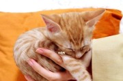 猫咪咬手怎么办？（解决猫咪咬手的四个方法）