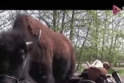 另类宠物的魅力与挑战（探索不一样的宠物世界，迈向新时代的伴侣关系）