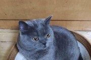 猫喜欢什么形状的窝？（探究猫咪心中的“完美窝”）