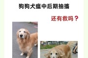 犬瘟检测及化验的（犬瘟病毒的检测方法及时间）