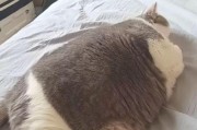 猫的饮食（猫的美食）