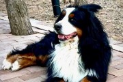 以伯恩山犬发抖的原因（探究以伯恩山犬发抖的各种因素）