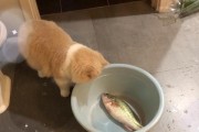 为什么猫要以鱼为主要食物？（探究猫咪对鱼类的偏好与营养需求）