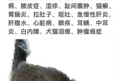猫多久不吃饭才算正常？（探究猫长时间不进食的原因和影响）