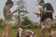 宠物狗狗基本动作训练（让你的狗狗成为听话的小天使）