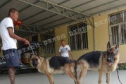 德国牧羊犬繁殖知识（从宠物角度看如何正确地繁殖德国牧羊犬）