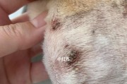 狗狗屁屁湿疹的原因及治疗方法（解决宠物犬湿疹的有效策略）