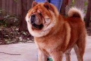 影响松狮犬食欲的原因（分析宠物饮食习惯及生理状况）