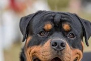 兰伯格犬的饲养全攻略（了解兰伯格犬，打造健康、快乐的养犬生活）