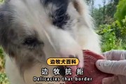 牧羊犬腿软的原因及如何改善（探寻牧羊犬腿软的主要因素，提供改善方法）