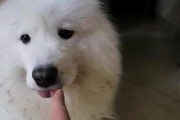 萨摩耶为什么会一直发抖？（探究萨摩耶发抖的原因及应对方法）