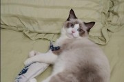 田园猫和布偶配种的优势和不足