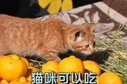 宠物喜欢吃水果吗？如何选择适合宠物的水果（满足宠物挑剔的味蕾，让水果成为宠物的健康零食）