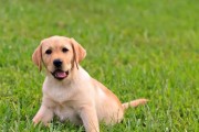 金毛犬与拉布拉多的区别（探究两种宠物的性格、外貌和护理）