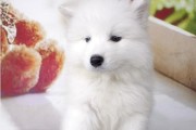 如何治疗萨摩耶犬瘟？（掌握这些方法，让你的宠物远离病痛）