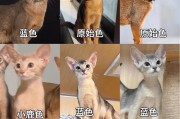 以黑色猫为主题的神秘世界（探索黑猫背后的奥秘与魅力）