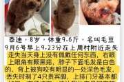 大泰迪犬——可爱的小巨人（认识大泰迪犬及其特征）