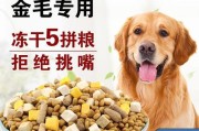 三个月金毛的饮食指南（以健康营养为导向，让你的金毛健康成长）