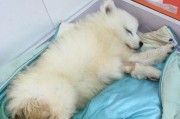 怎样识别萨摩耶中暑的症状？（以宠物为主的预防措施和治疗方法）