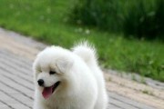 萨摩耶幼犬喂养必知（宠物的健康和幸福需要你呵护）