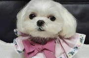 以马尔济斯的寿命（马尔济斯犬的平均寿命、如何延长宠物寿命、宠物陪伴的重要性）