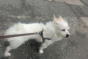 狗狗喜欢咬尾巴的原因（探索狗狗为什么对尾巴情有独钟）