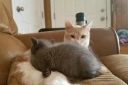 猫爸爸打小猫，以小猫打猫呼噜（宠物养成中的家长教育，打还是不打？）