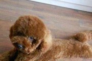 如何让泰迪犬增肥（以宠物为主，教你如何科学喂养泰迪犬）