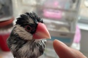 白文鸟的饲养方法（打造温馨家庭的养鸟技巧）