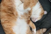 小猫断奶后何时开始换粮？（断奶后是否容易脱水？）