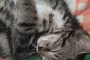 猫咪打完疫苗后的不适反应解读（如何减轻猫咪打完疫苗的不适反应）