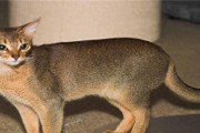猫咪走丢后该怎么办？如何让猫咪走失了自己回家？