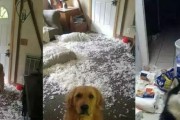 如何有效解决狗狗拆家问题（5个实用办法帮你摆脱狗狗毁家的困扰）