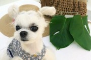遇到以马尔济斯犬不让梳毛怎么办？（教你如何与宠物狗友好相处）