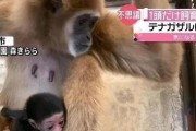 猴面犬的全面饲养指南（从选购到饲养，一步步教你照顾好你的宠物猴面犬）