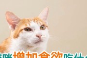 成年猫的饮食之道（满足猫咪健康的味蕾，）