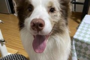 边境牧羊犬的多样颜色（探索边境牧羊犬的外貌多样性）