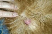 狗狗患乳房炎后应该如何照顾（从预防到治疗，教你全方位照顾狗狗的乳房健康）