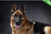 养护专家教你如何正确饲养德国牧羊犬（详解德国牧羊犬的饲养方法，让你的爱犬健康快乐成长）