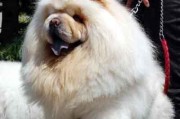 如何让你的松狮犬减肥？（通过正确的饮食和运动，让你的松狮犬恢复健康）