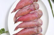 鹦鹉鱼的饮食习惯及饲养要点（了解鹦鹉鱼的饮食需求，让它们健康成长）
