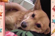 狗狗癫痫多久不发减量的关键因素（探讨癫痫药物减量对狗狗健康的影响）
