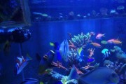 如何科学饲养白棘眼纹吊（饲养关键与技巧，打造优美水草缸）