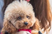 怎样养护一个月的贵宾犬（全面指南教你如何照顾你的贵宾犬）