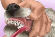 狗狗产后的健康恢复指南（为狗狗提供正确的产后护理，促进健康恢复）