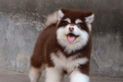 巨型阿拉斯加犬（了解巨型阿拉斯加犬的品种特点及饲养经验）