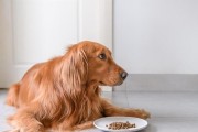 揭秘狗狗厌食的真相（探究狗狗不爱吃饭的原因及解决方法）