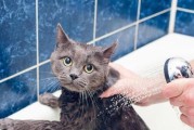 如何给猫咪洗澡？（宠物主人必看的猫咪洗澡注意事项。）
