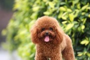 用心养护，贵宾犬成为你最好的宠物选择（如何细心呵护贵宾犬，让它们在家中开心健康？）
